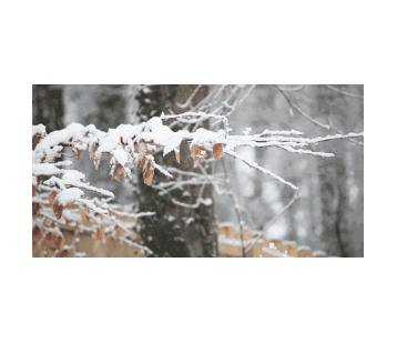 今日大雪|雪纷飞 仲冬始