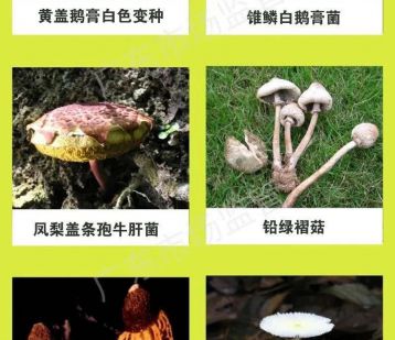 千万别吃！广东近日已有3人中毒身亡